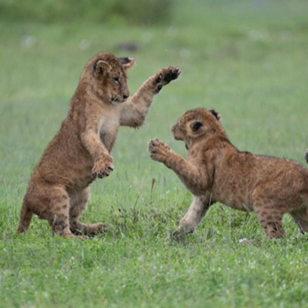 Ahadi Lodge Arusha Dış mekan fotoğraf